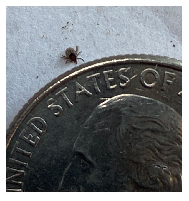 A new wave of tick-borne diseases