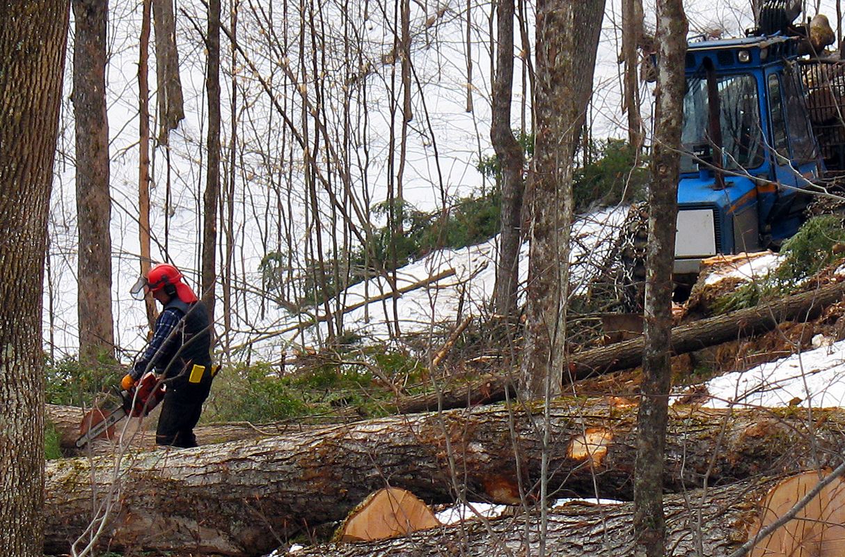 Logging and carbon sinks
