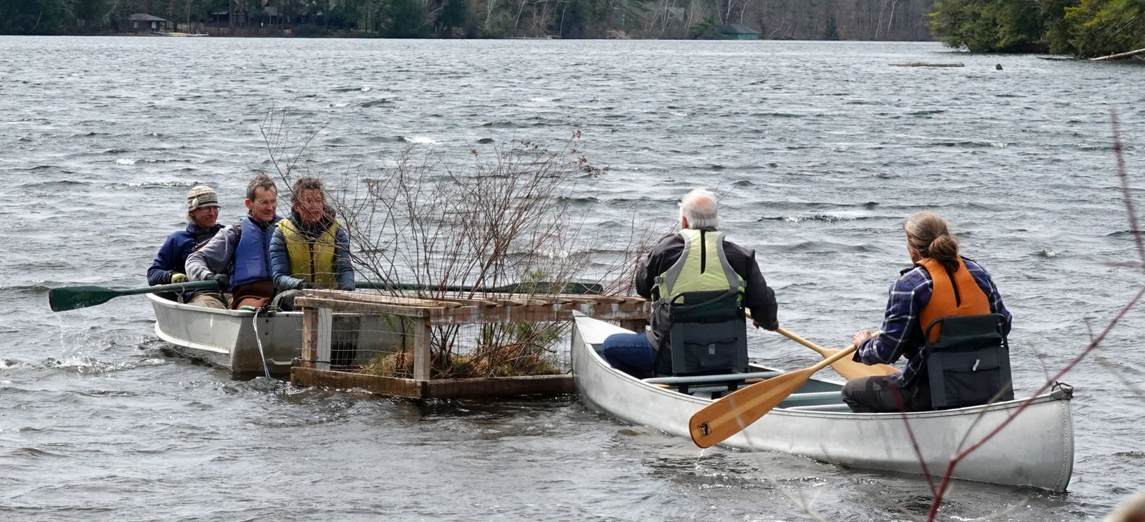 The loon and the goose, volunteer intervention on Lake Fairlee