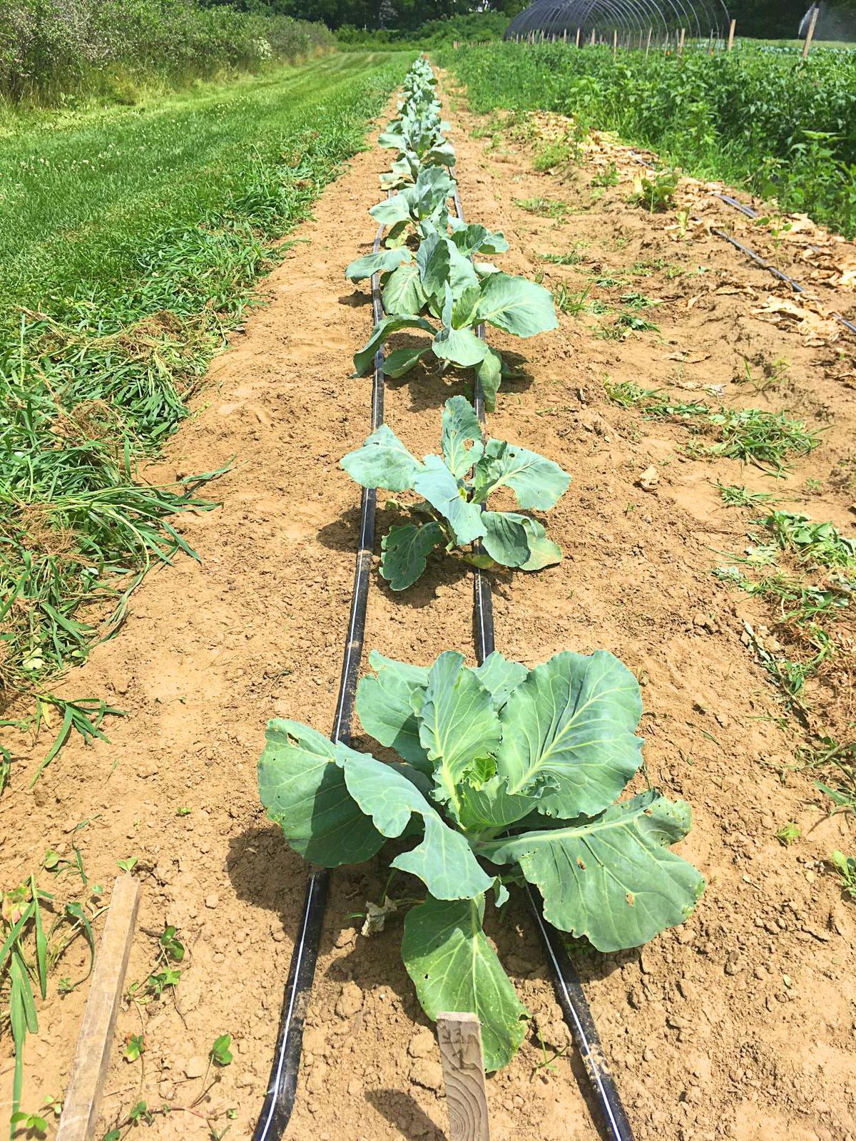 Cedar Circle teams up with local seed-savers to restore rare cabbage