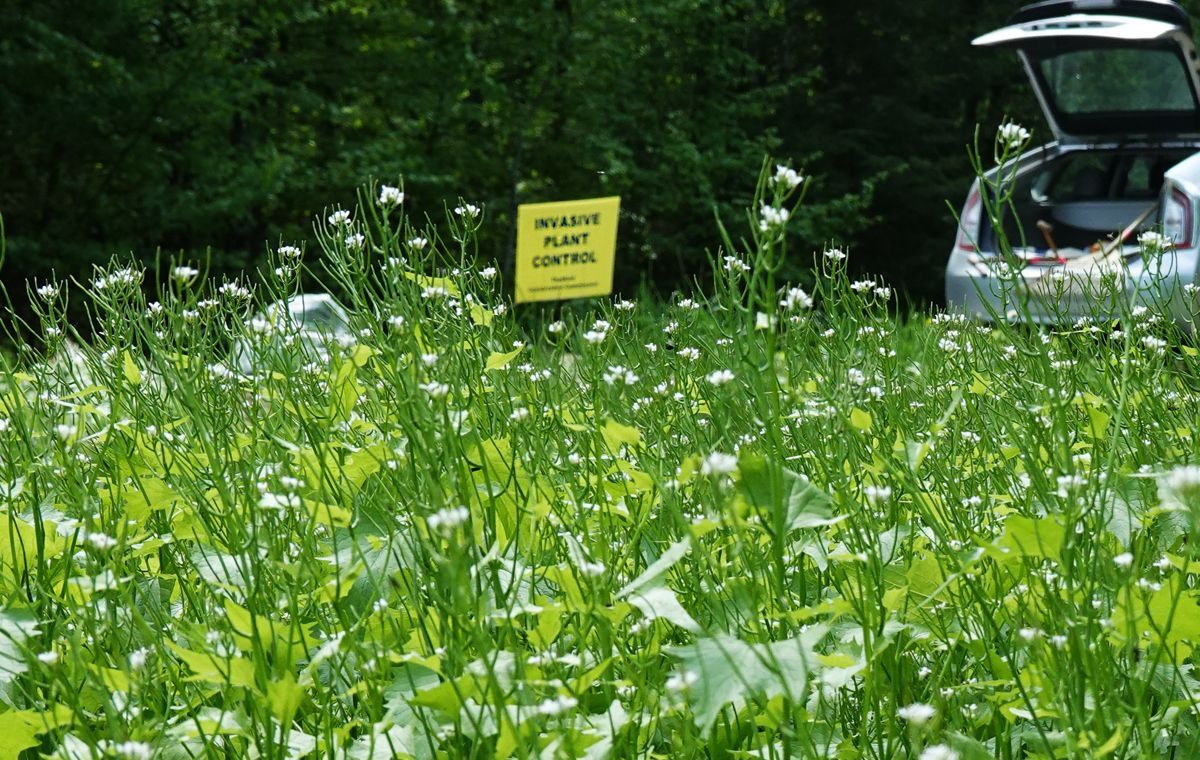 It's not too late to pull garlic mustard