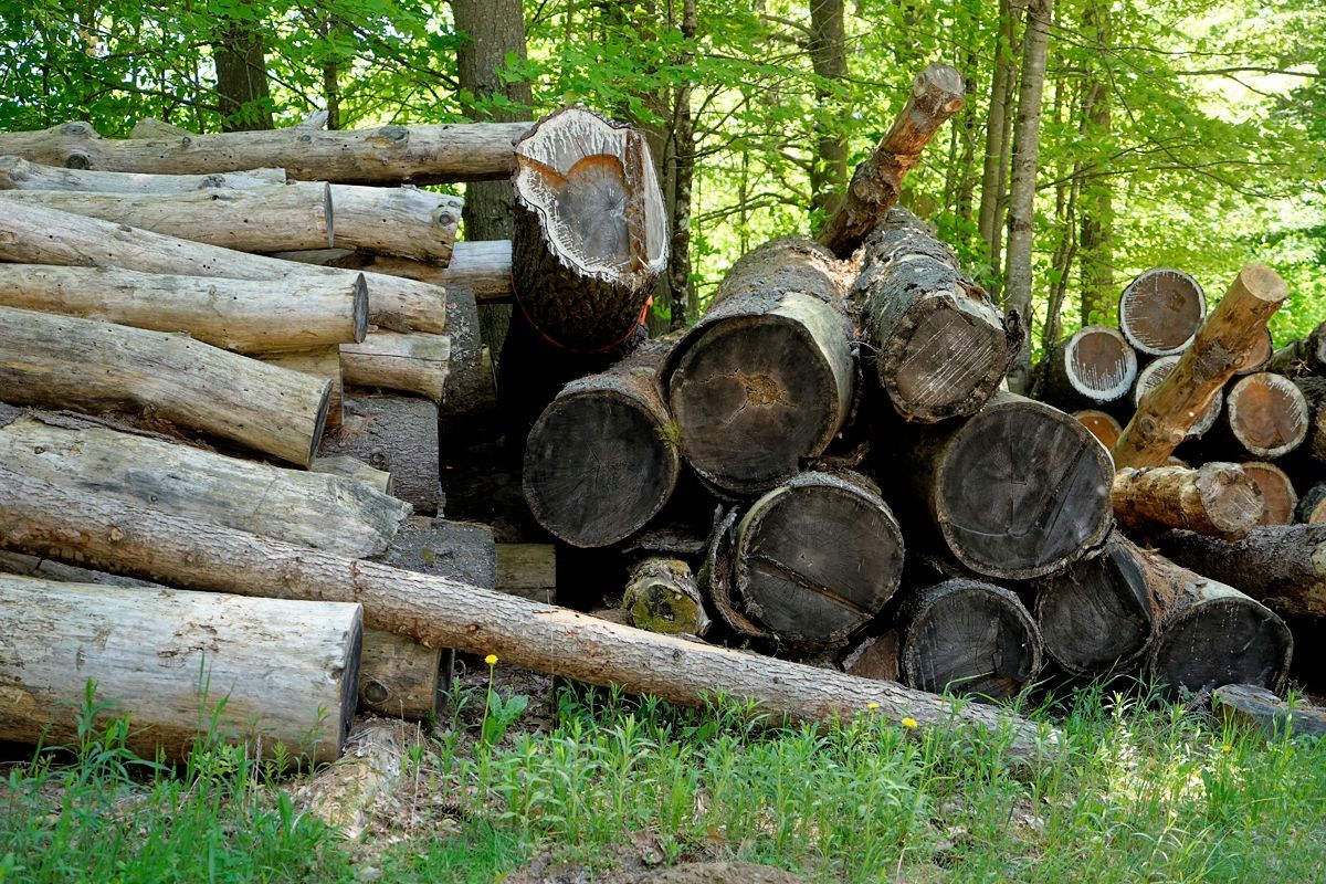 From logs to lumber (in pictures)