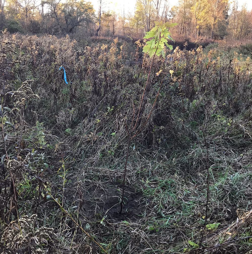 Many parties help to restore a floodplain in Post Mills