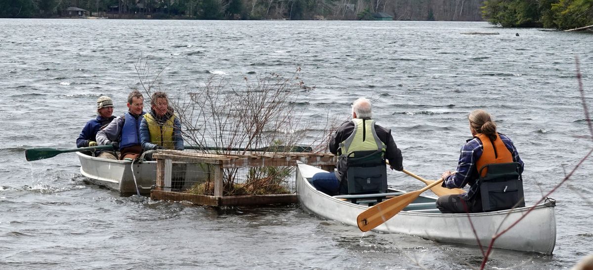 The loon and the goose, volunteer intervention on Lake Fairlee