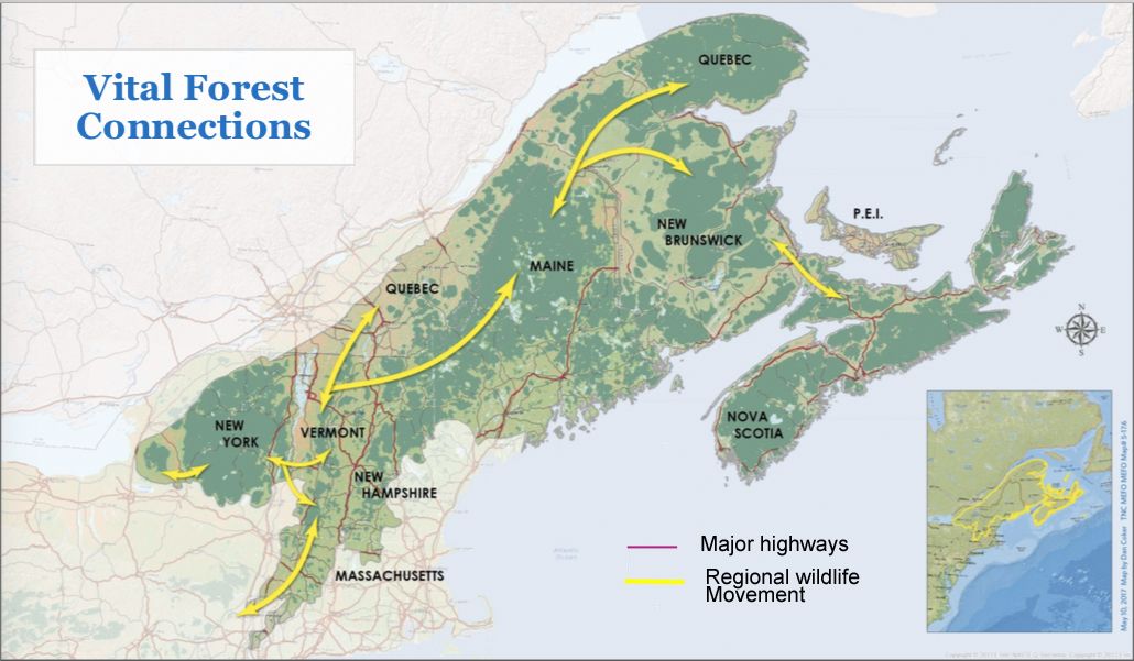 Can they get there from here? Land Trust explores regional wildlife connectivity