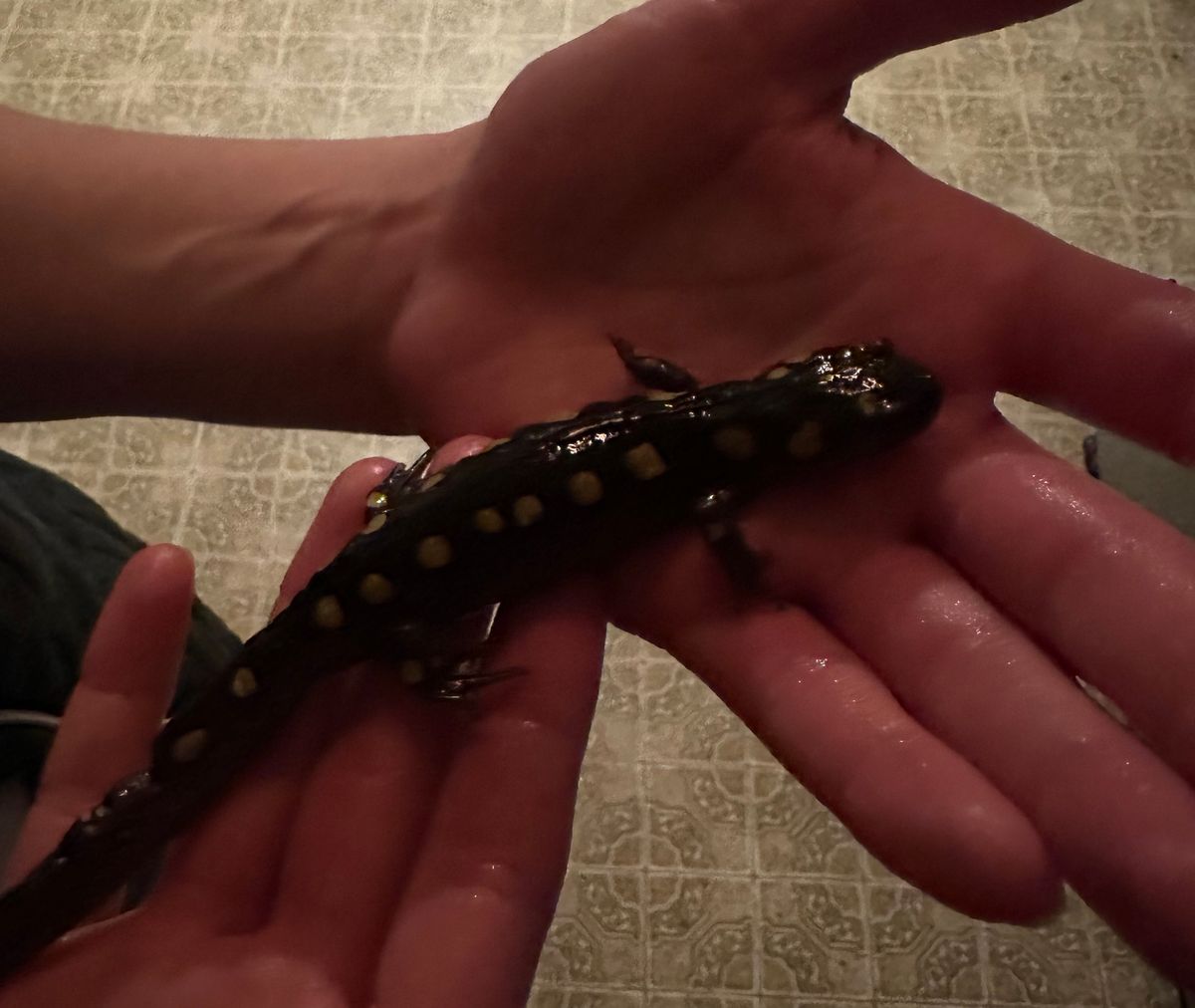 Big Night - salamander casualties despite some human intervention