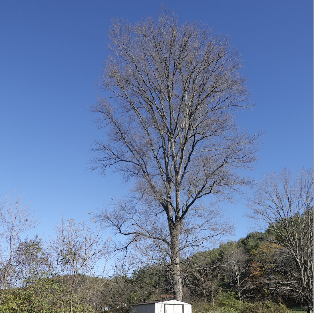 As our climate heads south, trees can’t move north fast enough