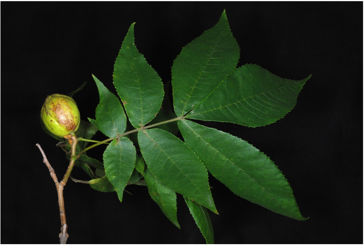 Yellowbud hickory, the olive oil of the North?