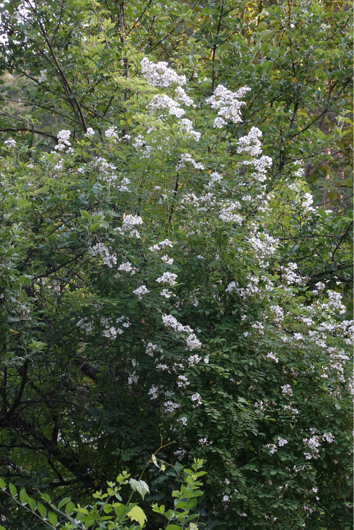 Multiflora rose - it's pretty .... invasive