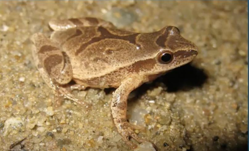 Caution! Amphibians in road - and people too!
