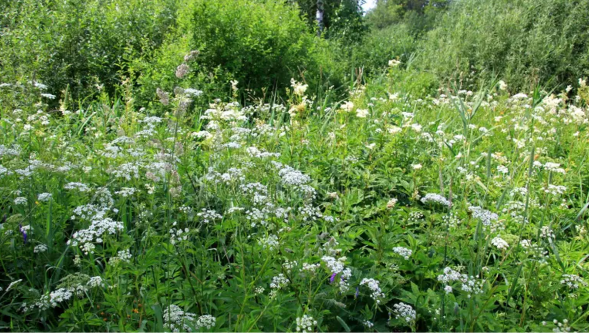 Mowing and the invasive plants conundrum