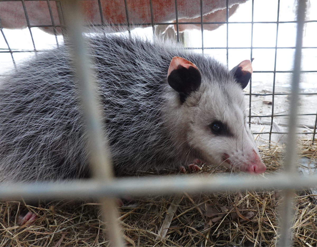 Friend or Foe? The perplexing opossum