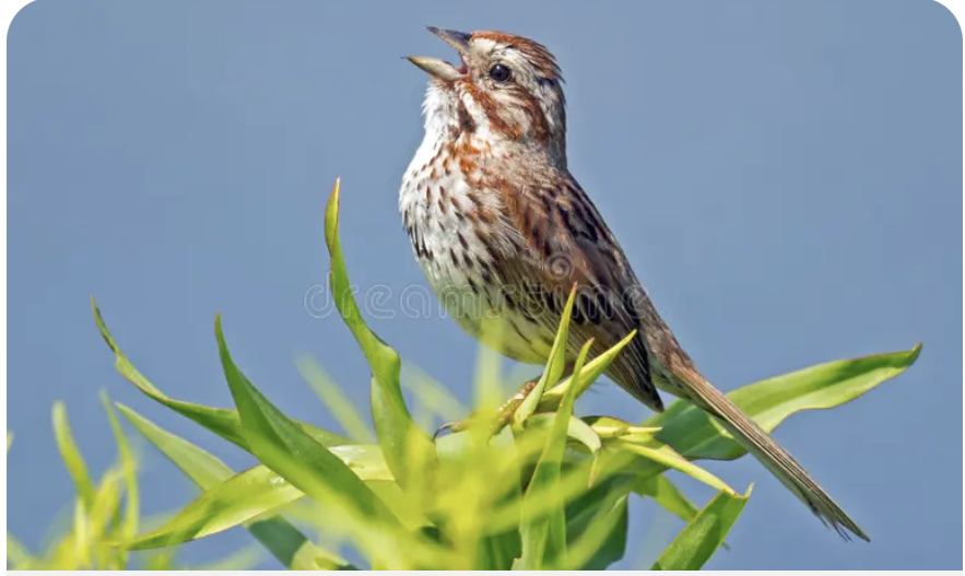 Birdsong - more than magical